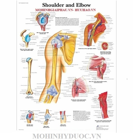 TRANH, BIỂU ĐỒ XƯƠNG KHỚP VAI VÀ KHUỶU TAY