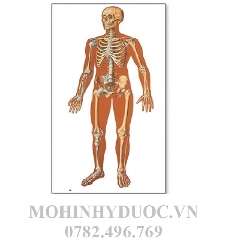 TRANH BỘ XƯƠNG NGƯỜI