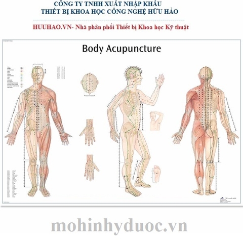 TRANH CHÂM CỨU CÁC HUYỆT TOÀN THÂN