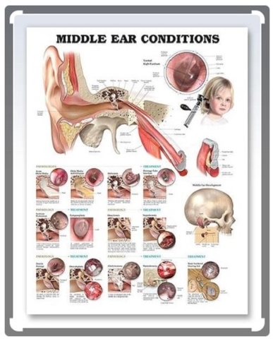 BỘ TRANH GIẢI PHẪU HỆ THÍNH GIÁC, KHỨU GIÁC, VỊ GIÁC, XÚC GIÁC
