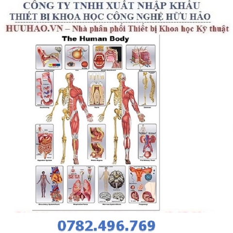 TRANH MÔ HÌNH GIẢI PHẪU SINH LÝ