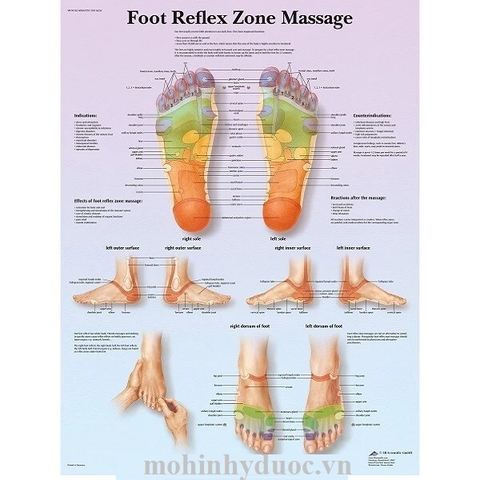 Tranh vùng phản xạ bàn chân