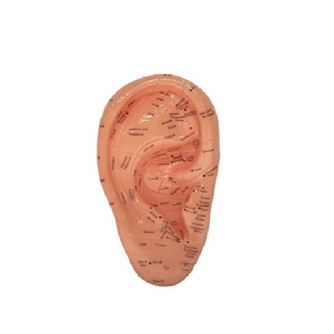 MÔ HÌNH CHÂM CỨU TAI 17CM