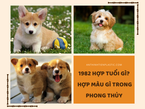 1982 hợp tuổi gì, hợp màu gì trong phong thủy