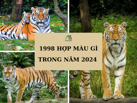 1998 hợp màu gì trong năm 2024