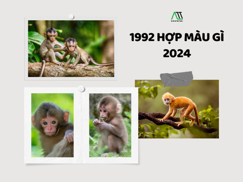 1992 hợp màu gì 2024