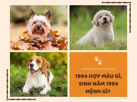 1994 hợp màu gì, sinh năm 1994 mệnh gì ?