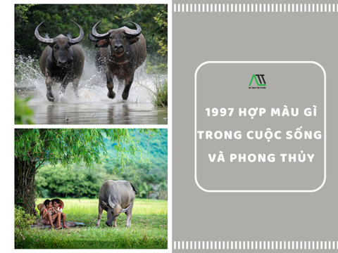 1997 hợp màu gì trong cuộc sống và phong thủy