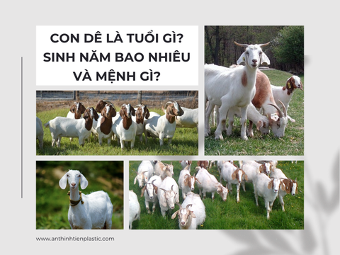 Con dê là tuổi gì? Sinh năm bao nhiêu và mệnh gì?