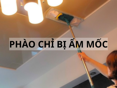 Vì sao phào chỉ bị ẩm mốc? Nguyên nhân và cách khắc phục hiệu quả