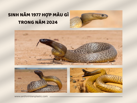 Sinh năm 1977 hợp màu gì trong năm 2024