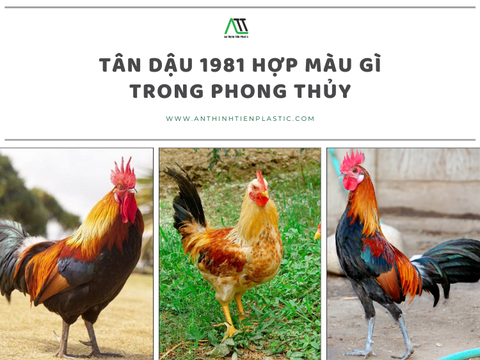 Tân Dậu 1981 hợp màu gì trong phong thủy