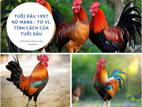 Tuổi Dậu 1957 nữ mạng - Tử vi, tính cách của tuổi Dậu