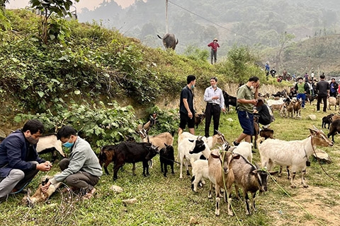 Chợ dê núi Tây Bắc