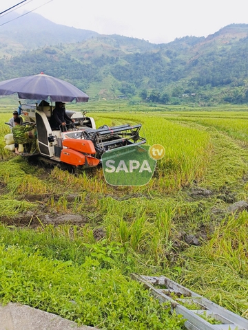 Gạo Séng Cù Mường Vi Bao 5KG - Đặc Sản Lào Cai