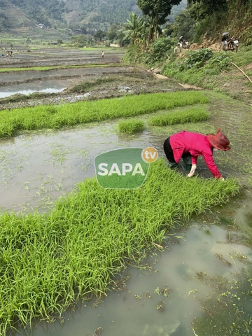 Gạo Séng Cù Mường Vi Bao 5KG - Đặc Sản Lào Cai