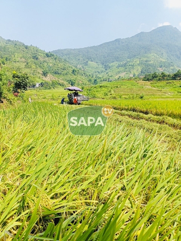 Gạo Séng Cù Mường Vi Bao 5KG - Đặc Sản Lào Cai