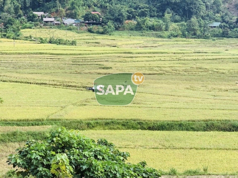 Gạo Séng Cù Mường Vi Bao 5KG - Đặc Sản Lào Cai