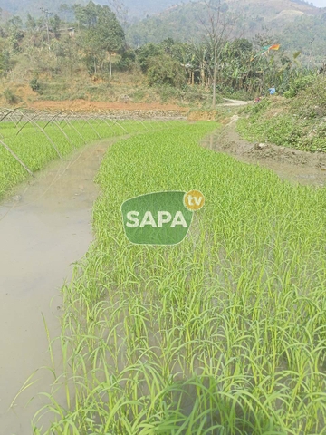 Gạo Séng Cù Mường Vi Bao 5KG - Đặc Sản Lào Cai