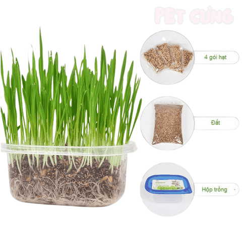 Cỏ tươi tự trồng cho mèo hỗ trợ tiêu hóa và giảm búi lông - Pet Cưng