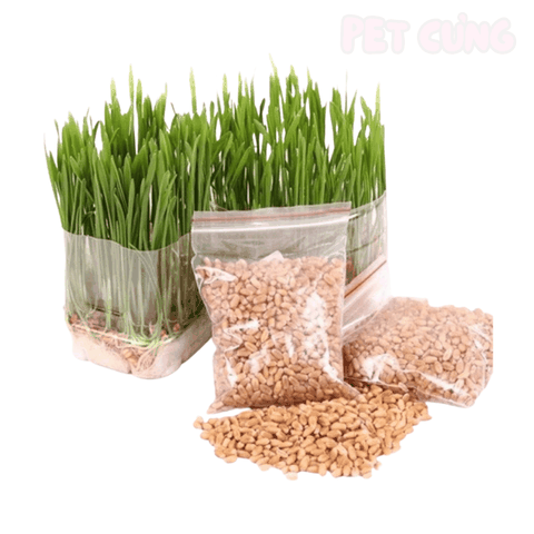 Cỏ tươi tự trồng cho mèo hỗ trợ tiêu hóa và giảm búi lông - Pet Cưng