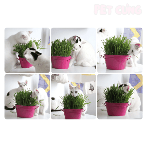Cỏ tươi tự trồng cho mèo hỗ trợ tiêu hóa và giảm búi lông - Pet Cưng