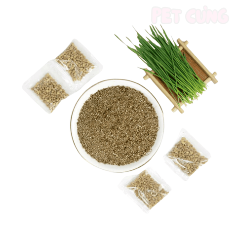 Cỏ tươi tự trồng cho mèo hỗ trợ tiêu hóa và giảm búi lông - Pet Cưng