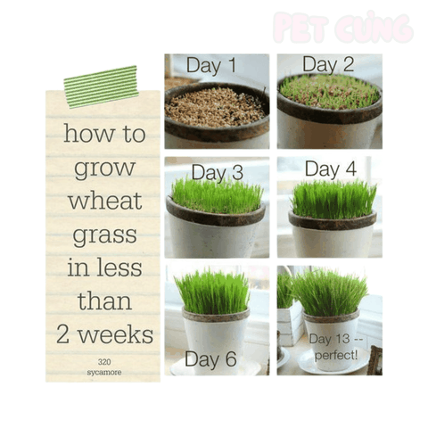 Cỏ tươi tự trồng cho mèo hỗ trợ tiêu hóa và giảm búi lông - Pet Cưng