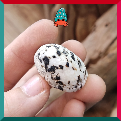 Vỏ ốc móng ngựa size baby-siêu baby họa tiết ngẫu nhiên