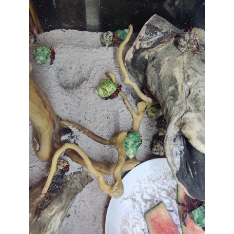 Lũa đỗ quyên loại ngắn trang trí bể cá, đồ chơi leo chèo cho ốc mượn hồn