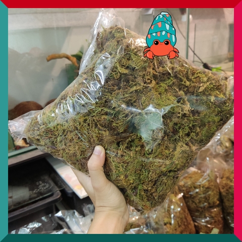 Rêu rừng khô lót nền, thức ăn cho ốc mượn hồn 100gram xanh mướt