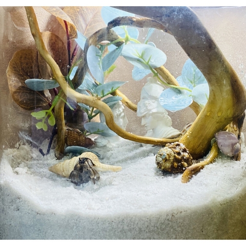 Lũa đỗ quyên loại ngắn trang trí bể cá, đồ chơi leo chèo cho ốc mượn hồn