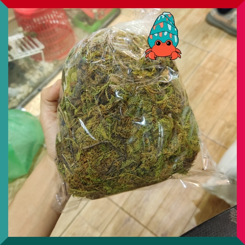 Rêu rừng khô lót nền, thức ăn cho ốc mượn hồn 100gram xanh mướt