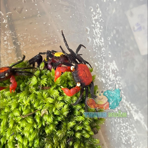 Cua Vampire - cua ma cà rồng