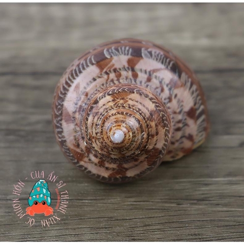 Vỏ ốc xà cừ đỏ size S M L họa tiết ngẫu nhiên