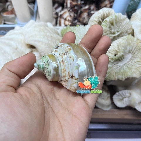 Vỏ ốc mặt trăng xanh mài lốc xoáy xà cừ cỡ xs xs+