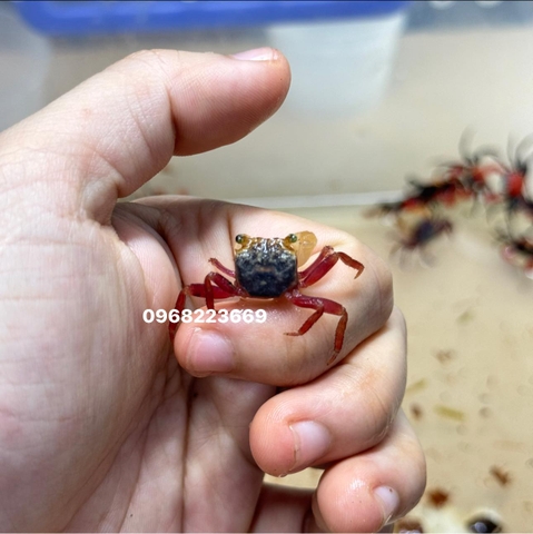 Cua Vampire - cua ma cà rồng