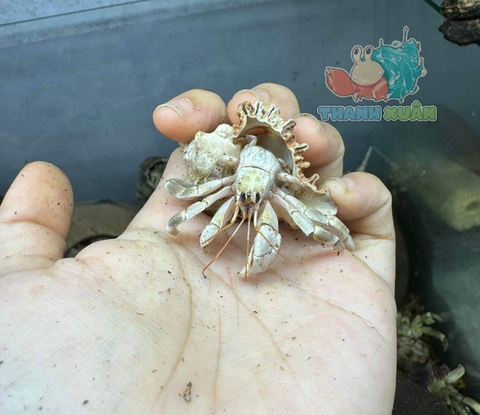 Ốc Mượn hồn Tiger lila nhiều màu