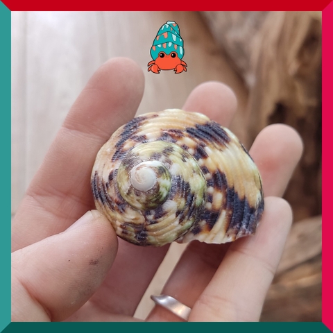 Vỏ ốc mặt trăng vàng size XS,S, M cực đẹp họa tiết ngẫu nhiên