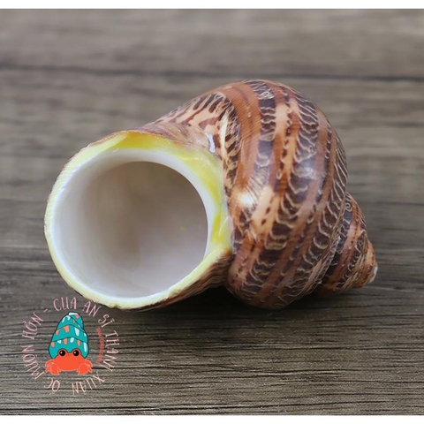 Vỏ ốc xà cừ đỏ size S M L họa tiết ngẫu nhiên