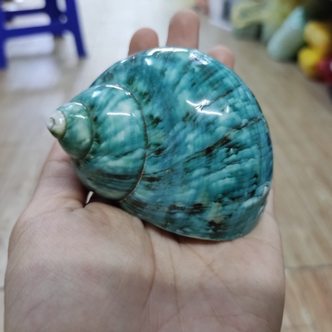 Vỏ ốc xà cừ xanh baby họa tiết ngẫu nhiên cỡ L XL 3XL