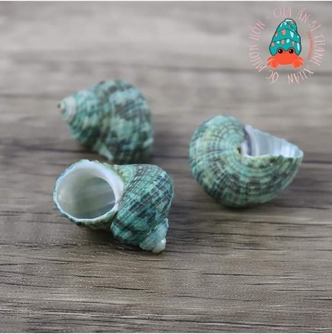 Vỏ Mặt Trăng Xanh