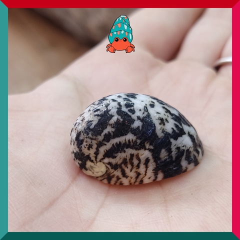 Vỏ ốc móng ngựa size baby-siêu baby họa tiết ngẫu nhiên