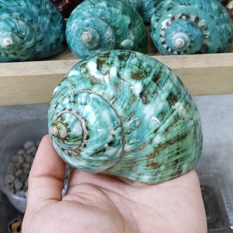 Vỏ ốc xà cừ xanh baby họa tiết ngẫu nhiên cỡ L XL 3XL