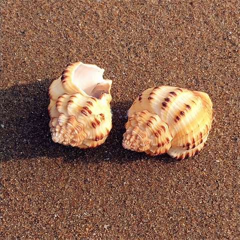 Vỏ ốc ngô Hàn Quốc size M dành cho violasen và phụ kiện chụp ảnh cực xinh