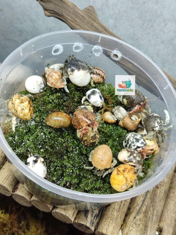 Combo 20 OMH siêu mini họa tiết ngẫu nhiên xinh xắn