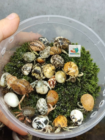 Combo 20 OMH siêu mini họa tiết ngẫu nhiên xinh xắn