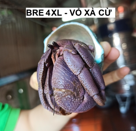 Ốc mượn hồn BREVIMANUS size KHỔNG LỒ