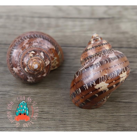 Vỏ ốc xà cừ đỏ size S M L họa tiết ngẫu nhiên