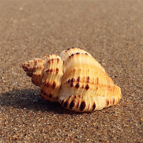 Vỏ ốc ngô Hàn Quốc size M dành cho violasen và phụ kiện chụp ảnh cực xinh